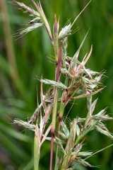 Cymbopogon