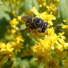 Colletes simulans armatus