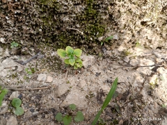 Mecardonia procumbens