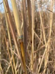 Sorghastrum nutans