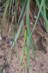 Cymbopogon