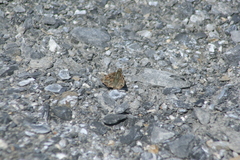 Pyrginae