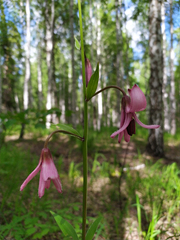 Lilium martagon pilosiusculum