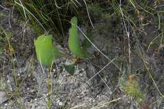 Protea acaulos