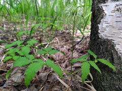 Clematis alpina sibirica