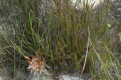 Protea scorzonerifolia