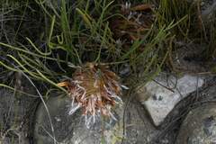 Protea scorzonerifolia