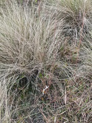 Rhododendron atlanticum