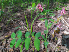 Lathyrus pisiformis