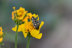 Acmaeodera disjuncta