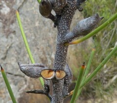 Hakea microcarpa