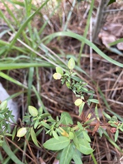 Hypericum hypericoides