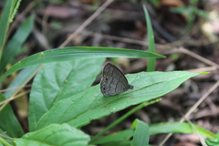 Hermeuptychia hermes