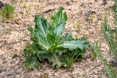 Lichtensteinia lacera