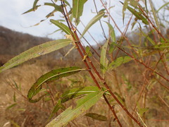 Salix nigra