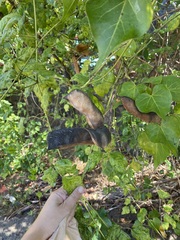 Canavalia cathartica