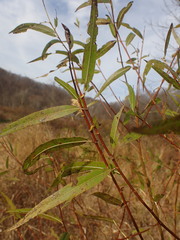 Salix nigra