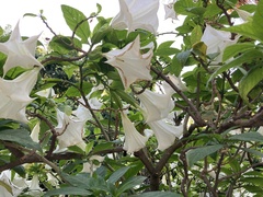 Brugmansia