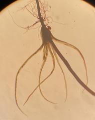 Leptobryum pyriforme