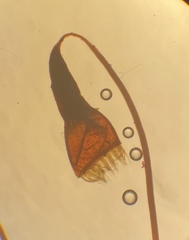 Leptobryum pyriforme