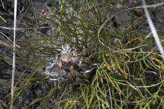 Protea scorzonerifolia