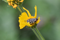 Acmaeodera disjuncta