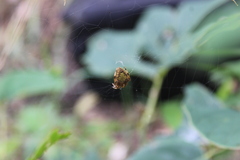 Eriophora ravilla