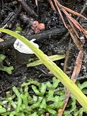 Riccia huebeneriana