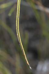 Protea scorzonerifolia