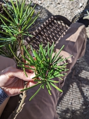 Sciadopitys verticillata