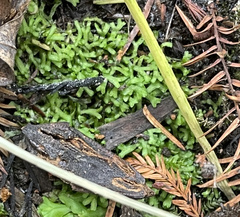 Riccia huebeneriana