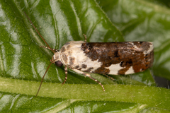 Acontia nivipicta