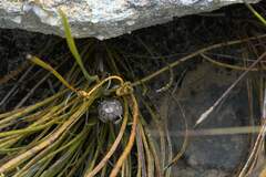 Protea scorzonerifolia