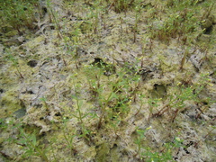 Gratiola quartermaniae