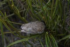 Protea scorzonerifolia