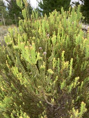 Leucadendron linifolium