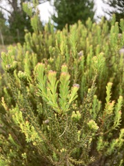 Leucadendron linifolium
