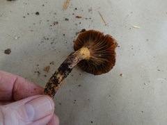 Chroogomphus tomentosus