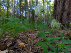 Clematis alpina sibirica