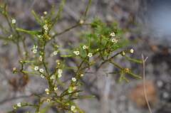 Coleonema juniperinum