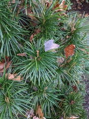 Sciadopitys verticillata