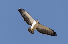Buteo brachyurus