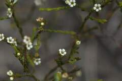 Coleonema juniperinum