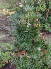 Sciadopitys verticillata