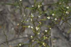 Coleonema juniperinum