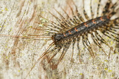 Allothereua maculata