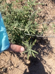 Sphaeralcea angustifolia