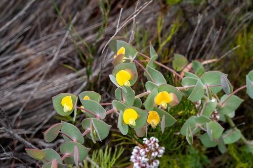 Image of Rafnia acuminata by (c) magriet b, some rights reserved (CC BY-SA)