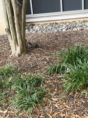 Sciurus carolinensis