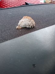 Megalopyge opercularis